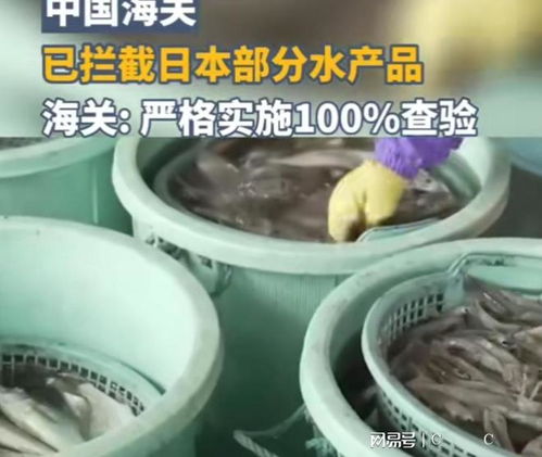 中國(guó)海關(guān)強(qiáng)化對(duì)日本水產(chǎn)品進(jìn)口監(jiān)管，日本媒體高度關(guān)注農(nóng)產(chǎn)品安全議題
